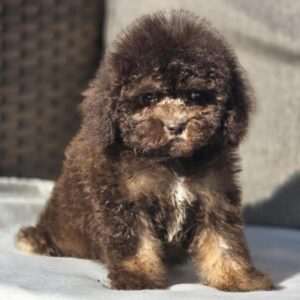 Nes Cavapoo Nes Cavapoo