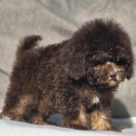 Nes-male-cavapoo-puppy-for-sale-1 (2)