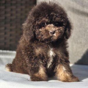 Nes Cavapoo Nes Cavapoo