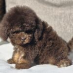 Nes-male-cavapoo-puppy-for-sale-1 (4)