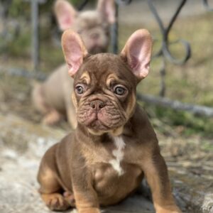 Nesquik French Bulldog