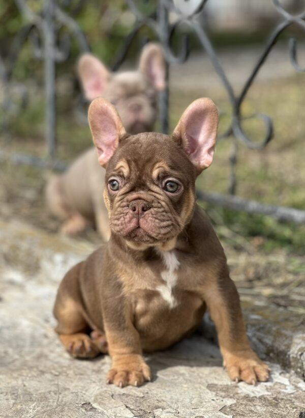 Nesquik French Bulldog Nesquik French Bulldog