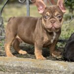 Nesquik-male-french-bulldog-puppy-for-sale-1 (2)