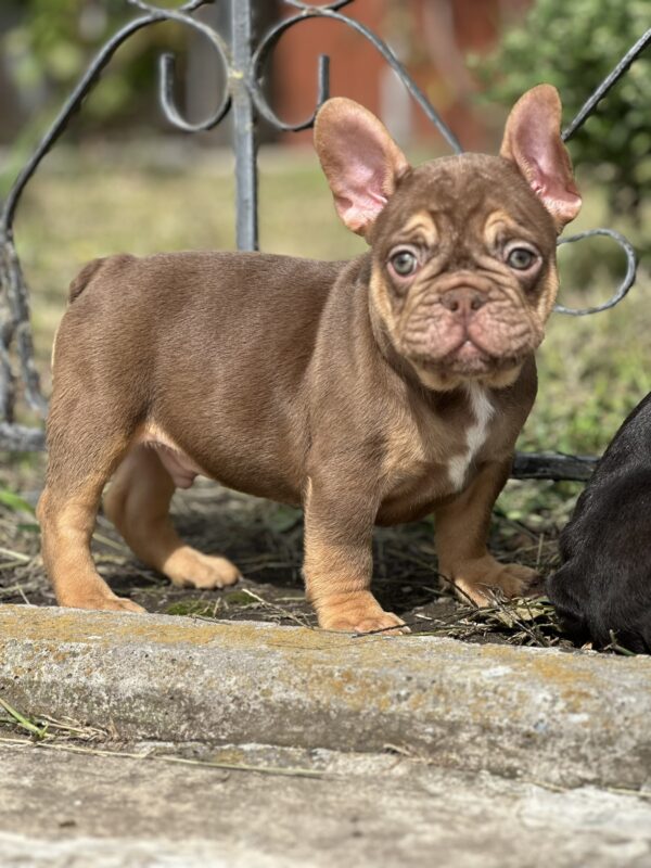 Nesquik French Bulldog Nesquik French Bulldog