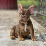 Nesquik-male-french-bulldog-puppy-for-sale-1 (3)