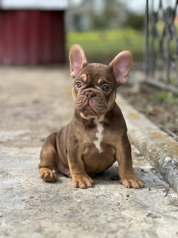Nesquik French Bulldog Nesquik French Bulldog