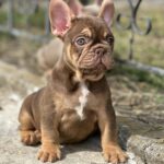 Nesquik-male-french-bulldog-puppy-for-sale-1 (4)