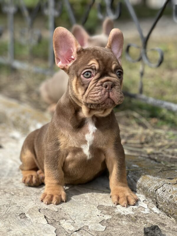 Nesquik French Bulldog Nesquik French Bulldog