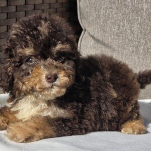 Nikis Cavapoo