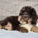 Nikis-male-cavapoo-puppy-for-sale-1 (2)