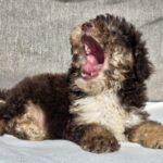 Nikis-male-cavapoo-puppy-for-sale-1 (3)