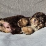 Nikis-male-cavapoo-puppy-for-sale-1 (4)