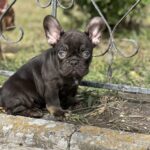 Nikis-male-french-bulldog-puppy-for-sale-1 (1)