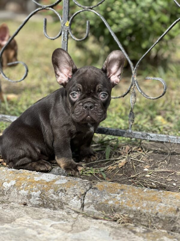 Nikis French Bulldog Nikis French Bulldog
