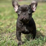 Nikis-male-french-bulldog-puppy-for-sale-1 (2)