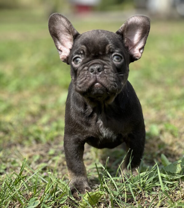Nikis French Bulldog Nikis French Bulldog