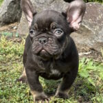 Nikis-male-french-bulldog-puppy-for-sale-1 (3)