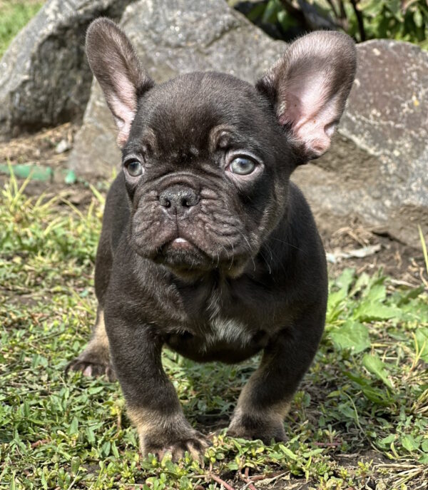 Nikis French Bulldog Nikis French Bulldog