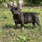 Nikis-male-french-bulldog-puppy-for-sale-1 (4)
