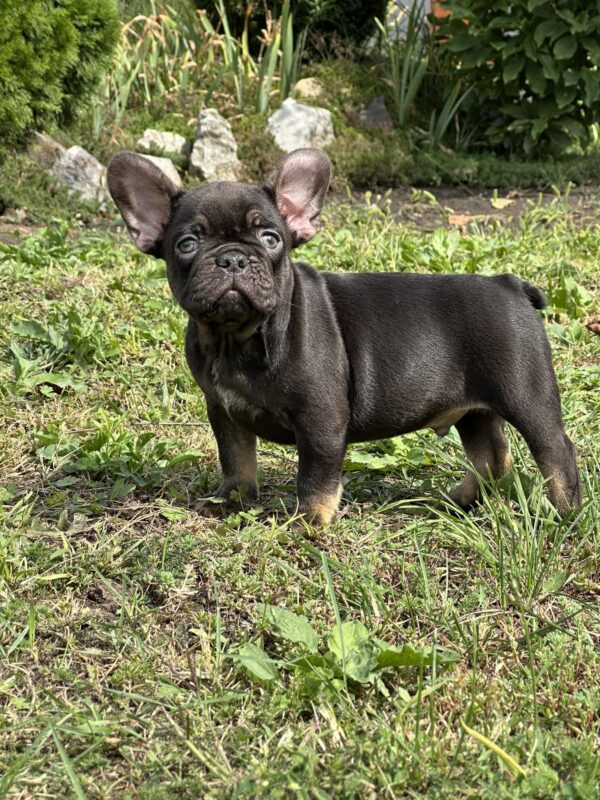 Nikis French Bulldog Nikis French Bulldog