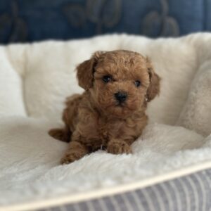 Nolly Toy Poodle