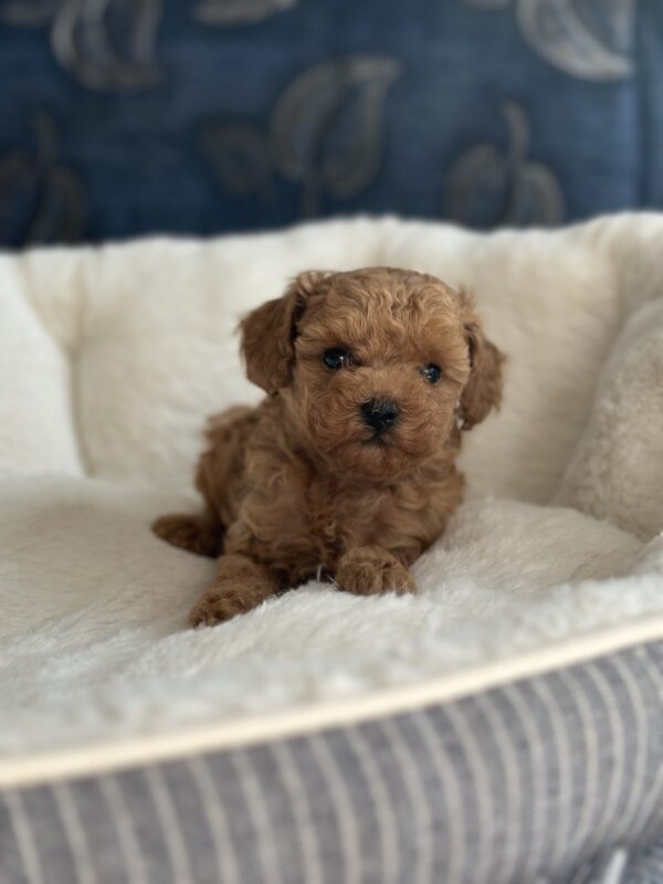 Nolly Toy Poodle Nolly Toy Poodle