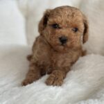 Michael Toy Poodle