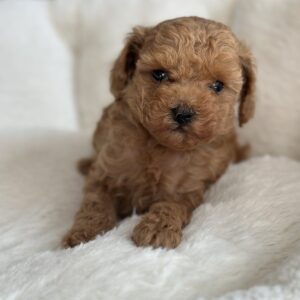 Nolly Toy Poodle