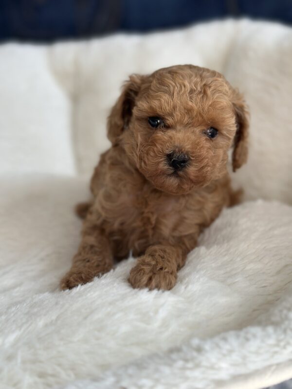 Nolly Toy Poodle Nolly Toy Poodle