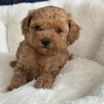 Nolly-female-toy-poodle-puppy-for-sale-1 (3)