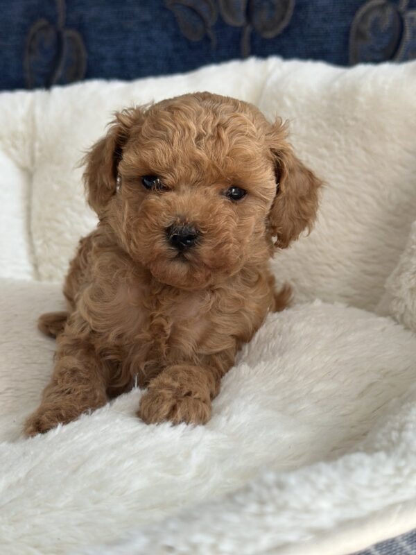 Nolly Toy Poodle Nolly Toy Poodle