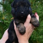O’Hara-female-German-Shepherd-puppy-for-sale-1