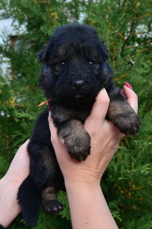 O’Hara German Shepherd O’Hara German Shepherd