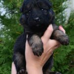 O’Hara-female-German-Shepherd-puppy-for-sale-2