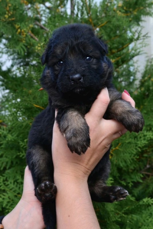 O’Hara German Shepherd O’Hara German Shepherd