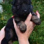 O’Hara-female-German-Shepherd-puppy-for-sale-3