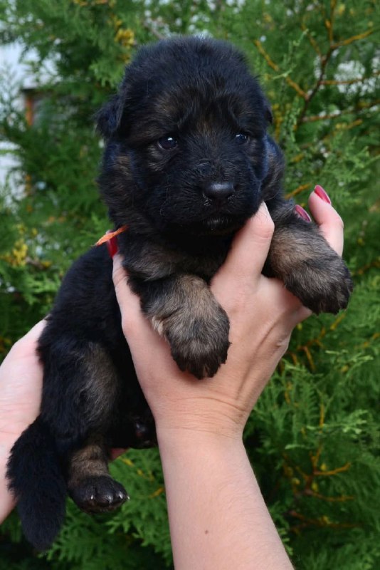 O’Hara German Shepherd O’Hara German Shepherd