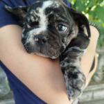 Oakley-male-French-bulldog-puppy-for-sale-1