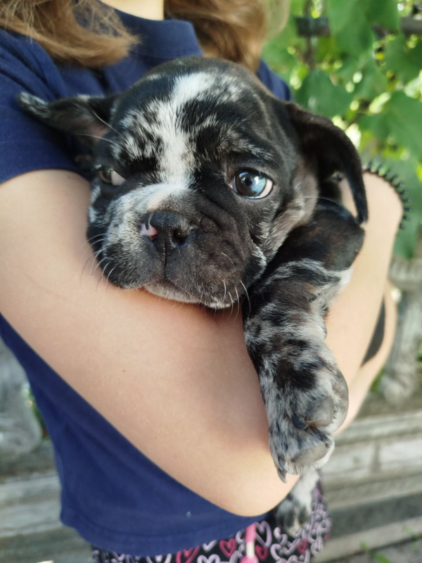 Oakley French Bulldog Oakley French Bulldog