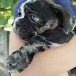 Oakley-male-French-bulldog-puppy-for-sale-2