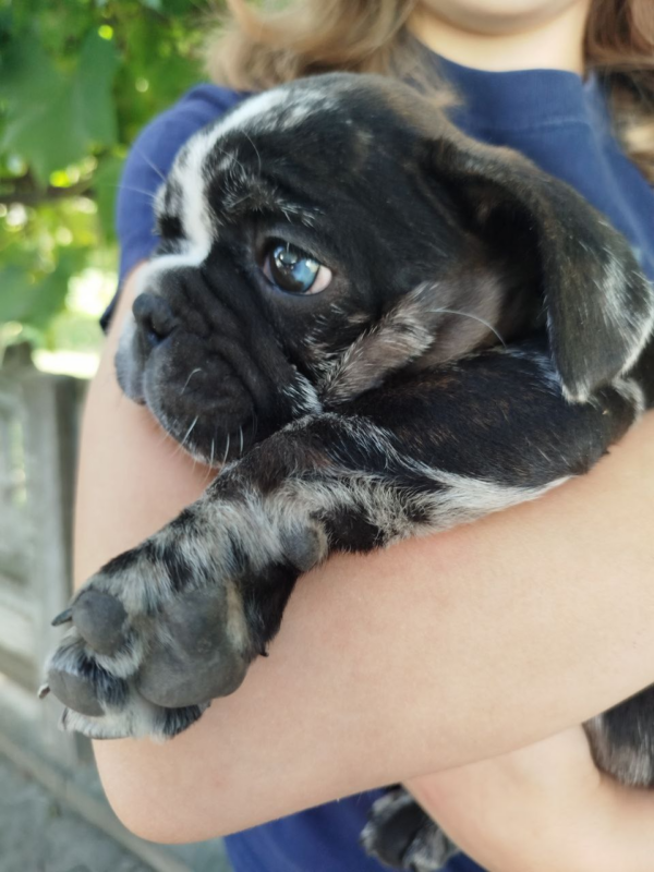 Oakley French Bulldog Oakley French Bulldog