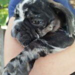 Oakley-male-French-bulldog-puppy-for-sale-3