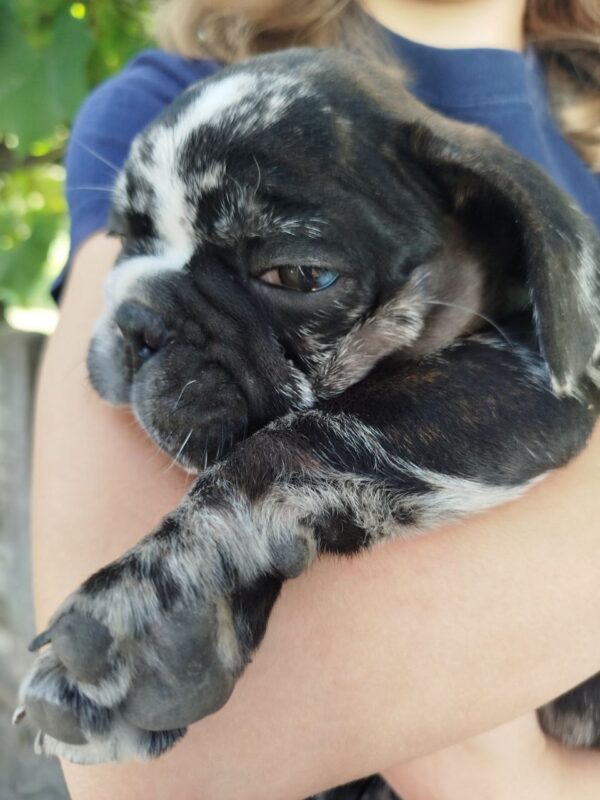 Oakley French Bulldog Oakley French Bulldog