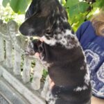 Oakley-male-French-bulldog-puppy-for-sale-4