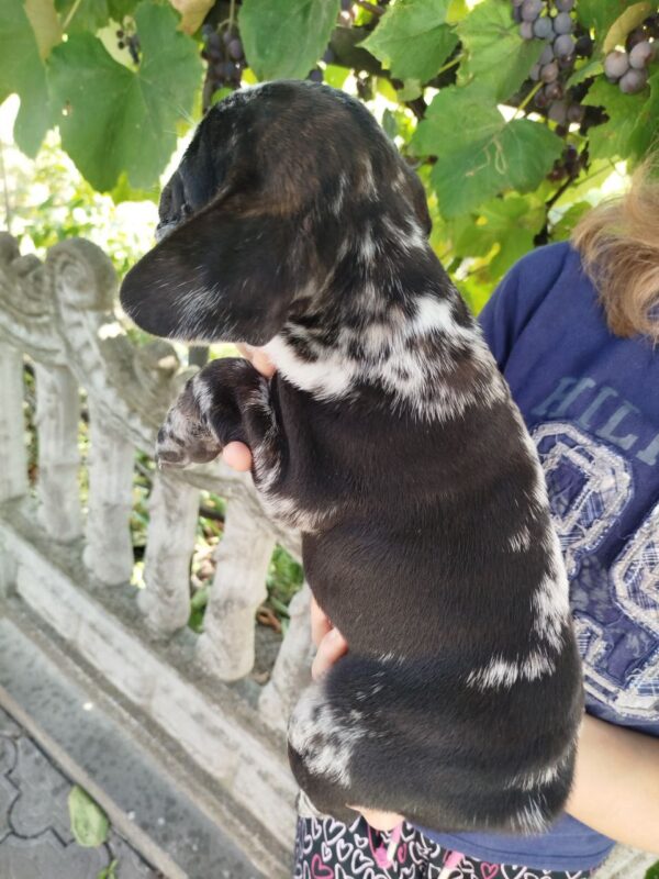 Oakley French Bulldog Oakley French Bulldog