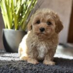 Obelix-male-maltipoo-puppy-for-sale-1 (1)