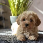 Obelix-male-maltipoo-puppy-for-sale-1 (2)