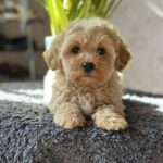 Cindy Maltipoo