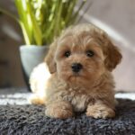 Obelix-male-maltipoo-puppy-for-sale-1 (4)