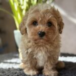 Obelix-male-maltipoo-puppy-for-sale-1 (5)